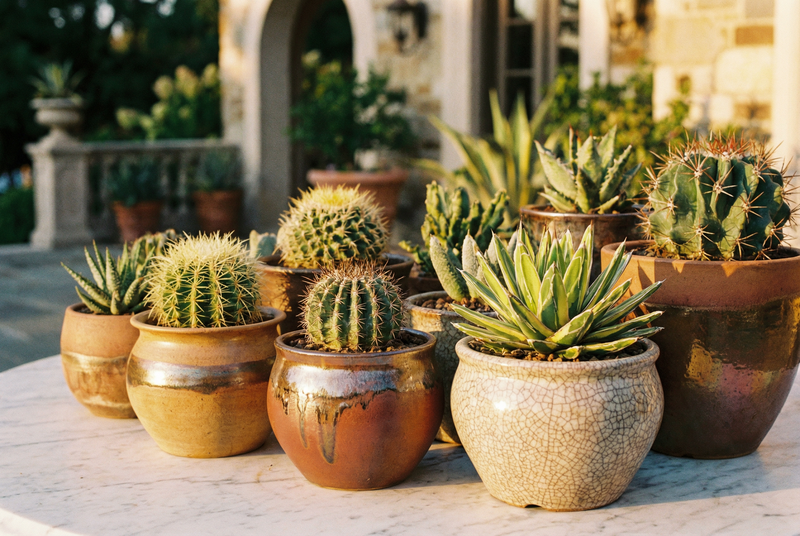 寸止挑战多肉植物养护视频教程