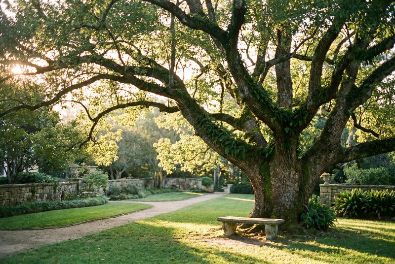 寸止挑战古樟树纪录片视频