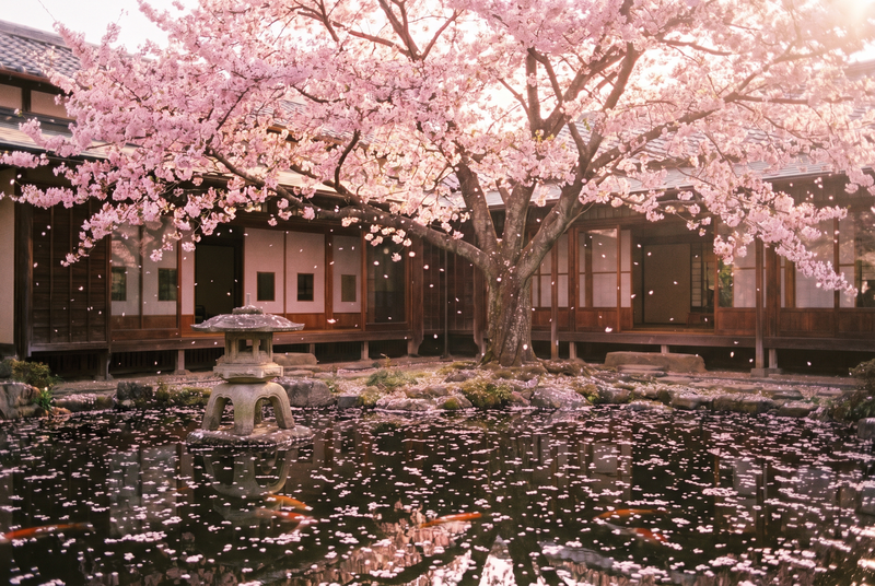 寸止挑战樱花盛开延时视频